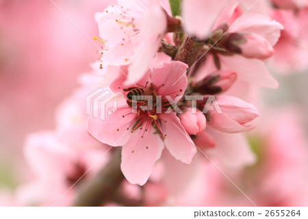 桃花和蜜蜂 桃花和蜜蜂 2655264
