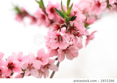 桃花 桃花 2655266