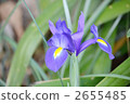 dutch iris, iris, bloom 2655485