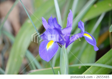 dutch iris, iris, bloom 2655485