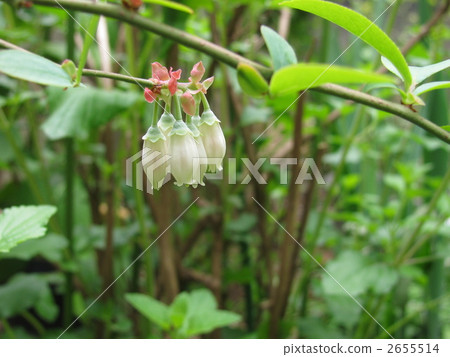 一串 塞滿 溢出 2655514