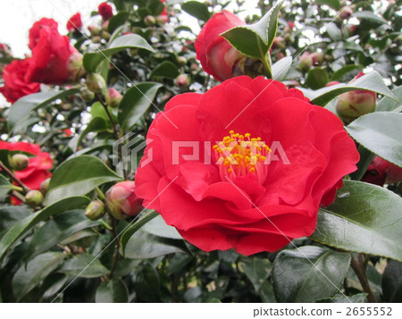camellia, japanese camellia, botanic 2655552