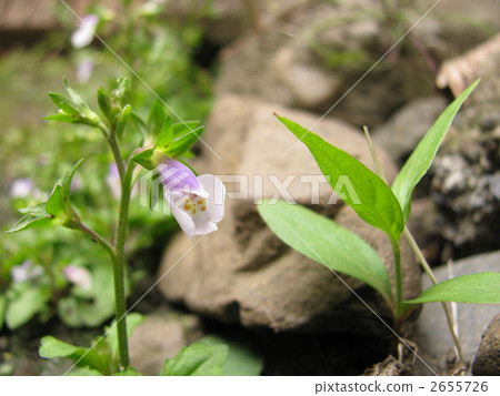 tokiwa explosion, tokiwa goby, tokiwa is 2655726