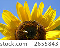 兩隻蜜蜂和向日葵 2655843