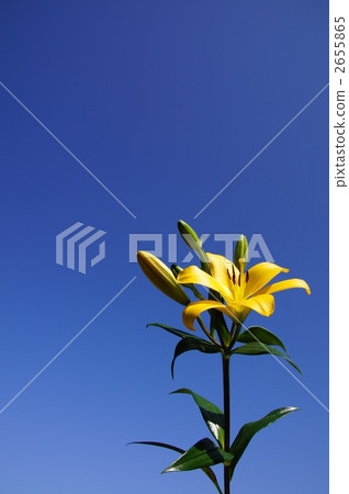 Lily of flowers 2655865