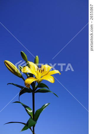 百合花 2655867