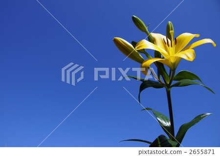 Lily of flowers 2655871