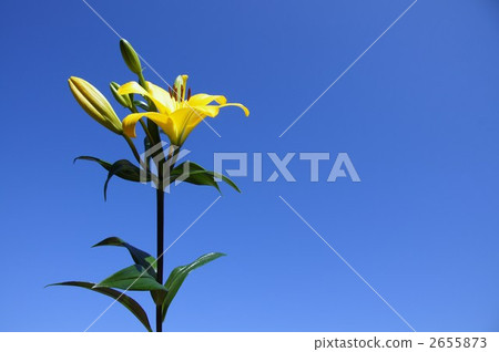 百合花 百合花 2655873