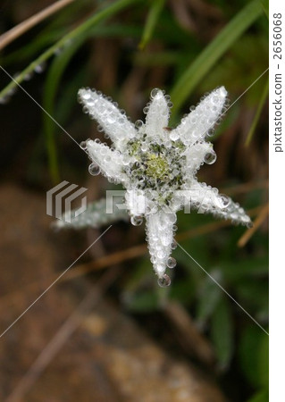 起泡的豆芽 2656068