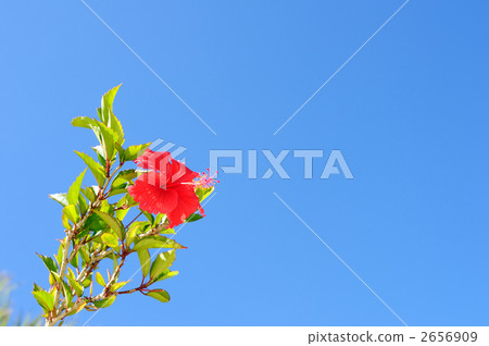 Blue sky and hibiscus 2656909