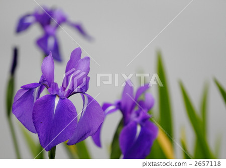 野生寶藏 2657118