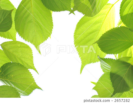 Cherry leaves 2657282