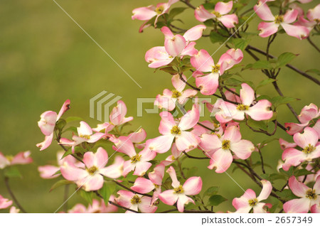 Dogwood Dogwood 2657349
