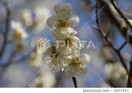 白梅花 梅花 梅 2657451