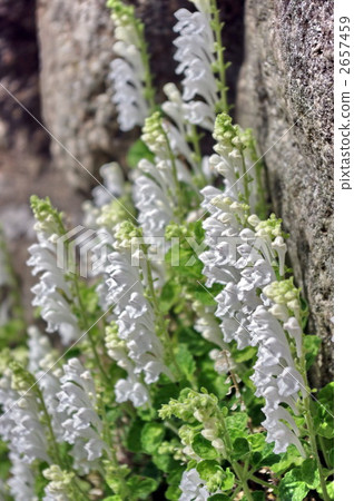 Tatsuna味噌(白色) Tatsuna味噌(白色) 2657459