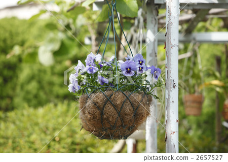 Hanging basket 2657527