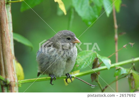 雀科和麻雀 2657692