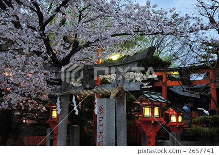 Takumi Kyoto cherry tree of Omijinjin 2657741