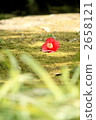camellia, japanese camellia, Japanese Gardens 2658121