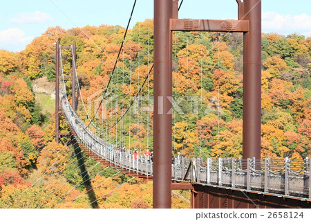 懸索橋 吊橋 觀賞秋天的樹葉 2658124