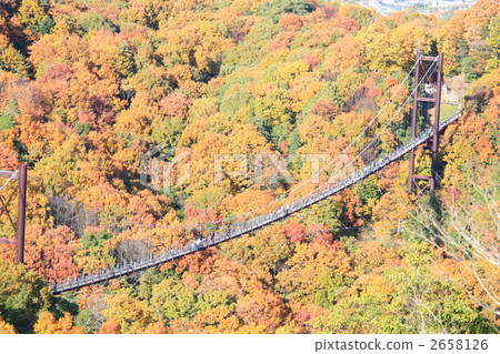 懸索橋 吊橋 觀賞秋天的樹葉 2658126