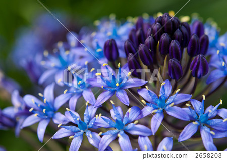 Sila Pelviana的宏 Sila Pelviana的宏 2658208