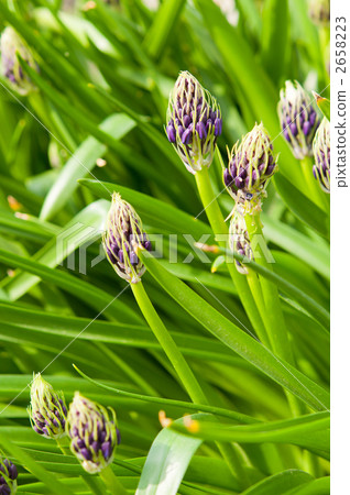 Scheraperbyana的芽 2658223