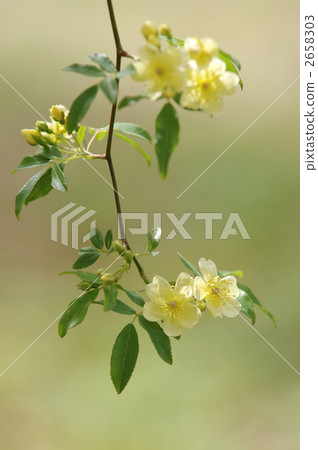木香花 野木香 花朵 2658303