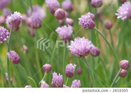 chives, bloom, blossom 2658305