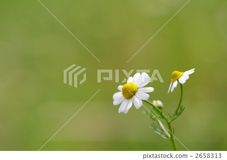 德國洋甘菊 甘菊 甘菊花 2658313