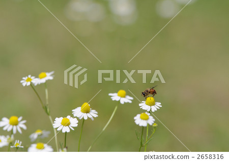 德國洋甘菊 甘菊 甘菊花 2658316