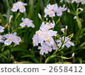 Flowers of Shaga 2658412