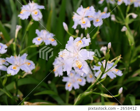 Flowers of Shaga 2658412