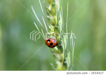 Ladybug of the wheat 2658427