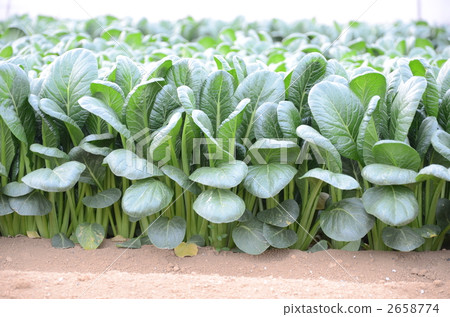 日本芥末菠菜 原野 田地 2658774