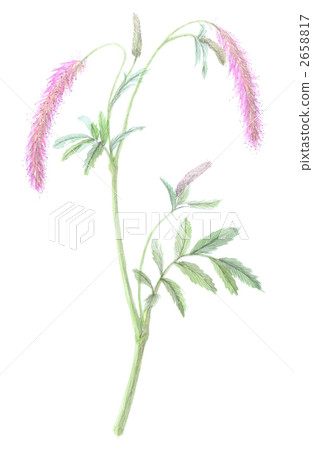 Tanglin grass crayfish Tanglin grass crayfish 2658817