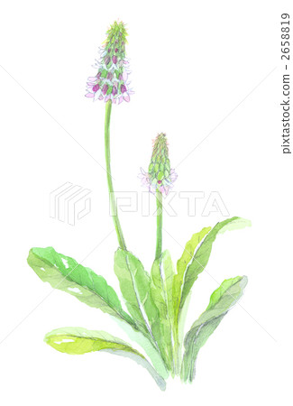 Primula Biary Hot Blooming Sakuragi Primula Biary Hot Blooming Sakuragi 2658819