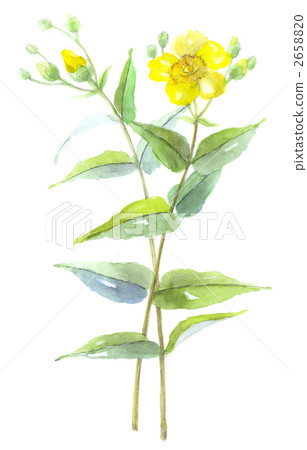 金線梅李子 金線梅李子 2658820