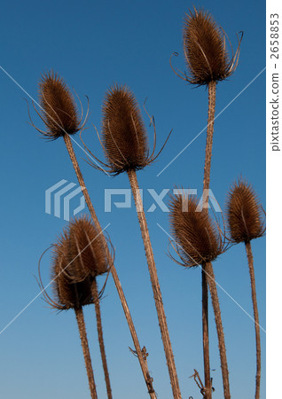 Rashakakigusa 2658853