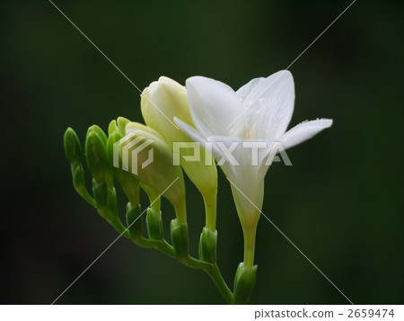 Freesia 2659474