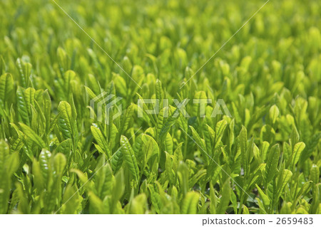 New tea plantation 2659483