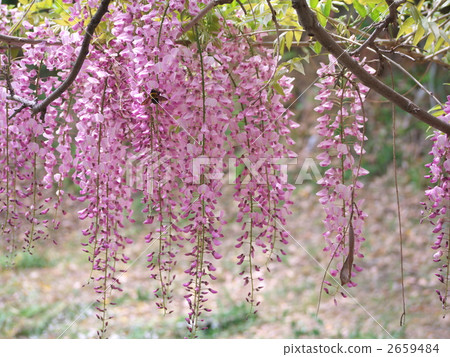 紫藤花 紫藤花 2659484