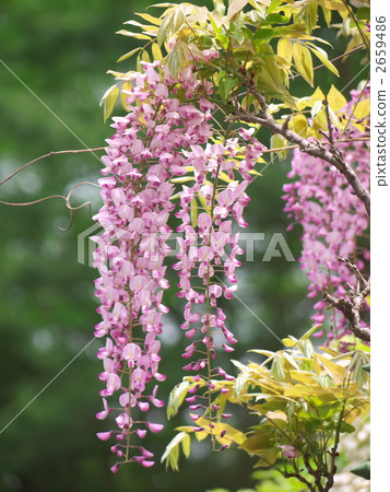 紫藤花 紫藤花 2659486