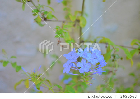 plumbago auriculata, leadwort, blue plumbago 2659563