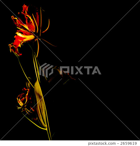 Gloriosa Lily Gloriosa Lily 2659619