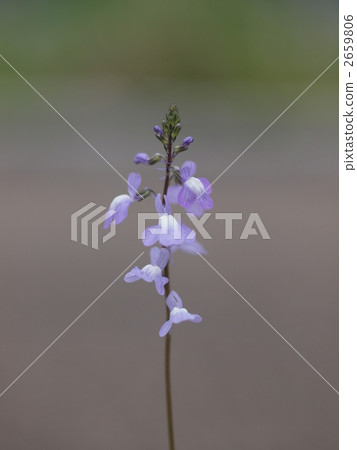 Blue toadflax flowers 2659806