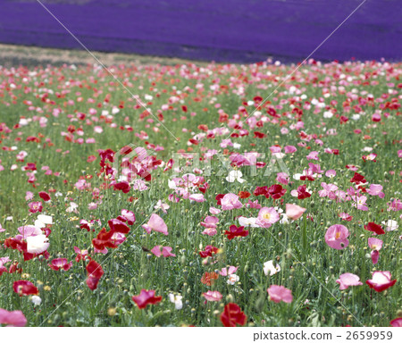 63921 poppy 63921 poppy 2659959