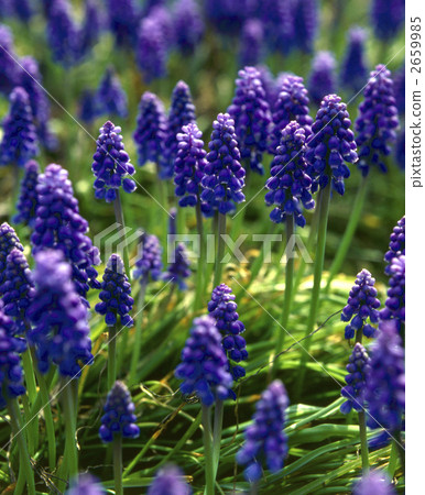 63950 Muscari 2659985