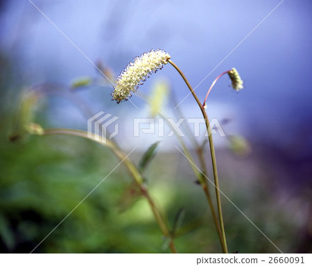 64033 Waxmocow 2660091