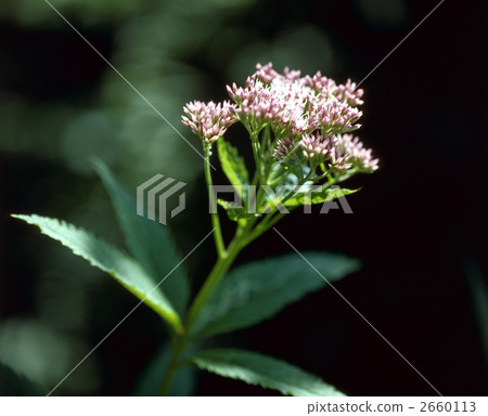 64054 Saway idyll 2660113